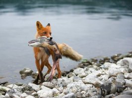 Эти забавные животные: снимки фотоконкурса 2017 Comedy Wildlife Photography Awards
