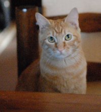 Мой кот тоже суров взглядом. Но няшка каких поискать!