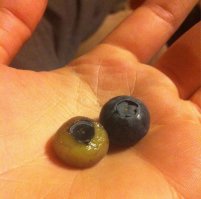 Это голубика