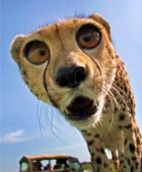 Эти забавные животные: снимки фотоконкурса 2017 Comedy Wildlife Photography Awards