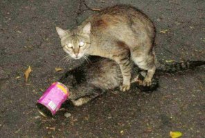 Интернет мемы