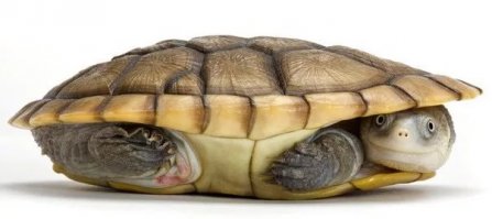 Современные Диогены: жизнь в домах-бочках