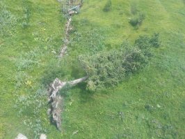 У нас в Алматы, после урагана, лет 5 назад