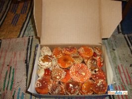 Брат да я вообще грибы не ем