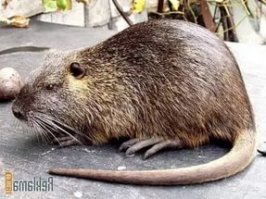 Это нутрия, а что у нее внутри?