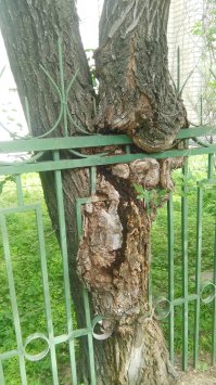 Жажда жизни и великая сила природы