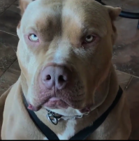 ..."Почему взгляд этого пса настолько суров ?"... Ну я хрен его знает на счет этого пса?! Но это точно мой взгляд, когда мне с утра, начальство задает "глупые" вопросы