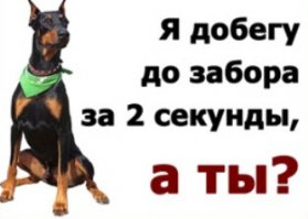 Дачная война