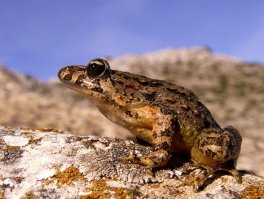 во первых не жаба, а лягушка.
да и кусает она не то что крокодил........
