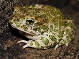 во первых не жаба, а лягушка.
да и кусает она не то что крокодил........