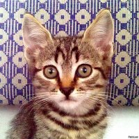 А у меня вот такой тигрЪ. Зовут Шурик.





Носится как бес, в пять утра грыз мне пальцы - скучно ему, видите ли, одному играть.