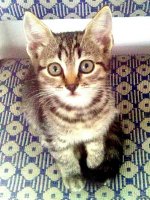 А у меня вот такой тигрЪ. Зовут Шурик.





Носится как бес, в пять утра грыз мне пальцы - скучно ему, видите ли, одному играть.