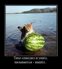 Кот без ума от арбуза