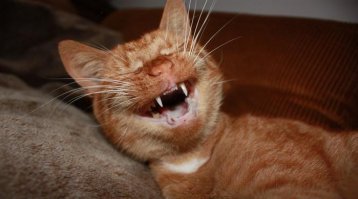 Смешные комментарии и высказывания из социальных сетей