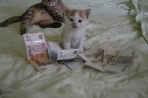 Огромное всем спасибо. Простое человеческое Спасибо. Я, как и обещал. передал денежки Виктории. Снял на видео. Но (Девушки, объясните, почему если говоришь, что это выложишь в сеть, то у вас возникает комплекс?) Иными словами, предоставляю фото довольного получателя помощи))) Без хозяйки. Один человек перевел 52 рубля. Обращение к нему: Друг, огромное спасибо, но 2 рубля был вынужден присвоить себе. Банкомат не выдаёт монеты)))