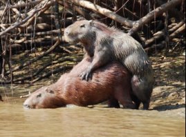 Дружелюбие 81лвл