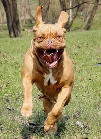 Не бойтесь, она не кусается!