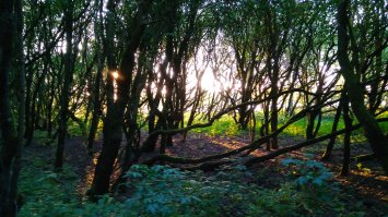 Рядом с домом, гoрод Forfar