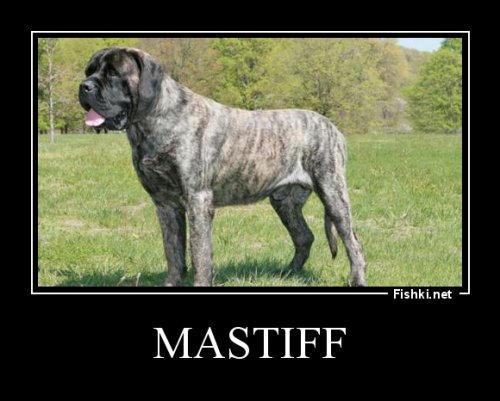 Нет, это Great Dane 

A mastiff это другая порода