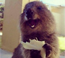 А квокка что, менее фрэндли? ;))