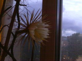 Слишком жарко на Цейлоне для кактусов.