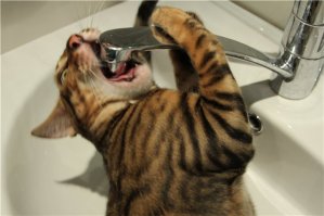 А я своему коту ни когда не забываю водичку наливать...;)
Иначе он не только арбуз есть начнет, но и кран отгрызет.