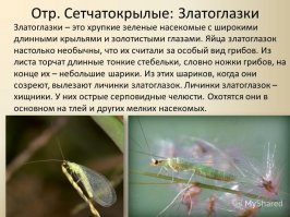 Цветок Удумбара (Youtan Poluo)... Биологи ийопть...