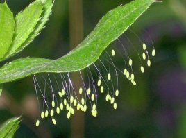 Цветок Удумбара (Youtan Poluo)... Биологи ийопть...