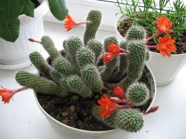 Это моей жены