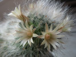 Это моей жены