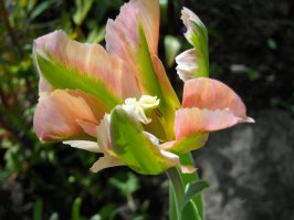 шикарный цветок!
А это мои, снимаю на обычную мыльницу обычные садовые цветы.