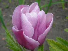 шикарный цветок!
А это мои, снимаю на обычную мыльницу обычные садовые цветы.