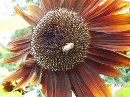 шикарный цветок!
А это мои, снимаю на обычную мыльницу обычные садовые цветы.