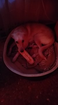 У меня батонный вор вместо кота :)