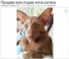 А где, ставшее уже классикой, фото про кота?