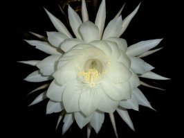 Полностью с Вами согласен.У меня такой уже лет 15 растёт во дворе,цветёт каждый год,обычно на Рождество.Хотя сами цветки действительно на утро уже вянут... Фото моё.