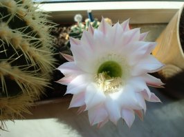 у меня вчера расцвел