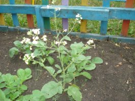 Редиска тоже цветёт раз в жизни