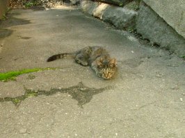 Там же 4 года назад сфотал, может сейчас взрослый среди тех на фото!