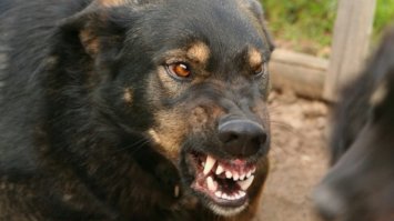 Голова собаки Доуэля