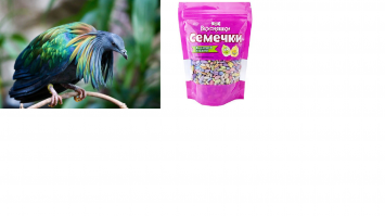 Необычные голуби со всего света