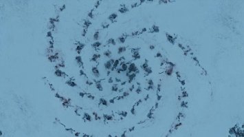 Жажда жизни и великая сила природы