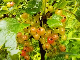 Вы задолбали безграмотно постить известную загадку, переврав весь её смысл! Где вы видели БЕЛУЮ черную смородину???
Весь смысл загадки в том, что КРАСНАЯ смородина, пока она незрелая, неокрашена и кажется БЕЛОЙ! Не черная, 6лиать, а КРАСНАЯ! Посмотрите фотку и перестаньте наконец путать красную и черную!