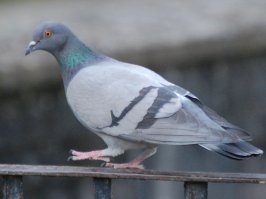 ... и обычный бомж