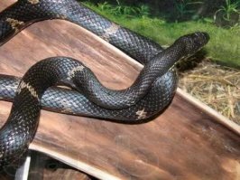 амурский полоз