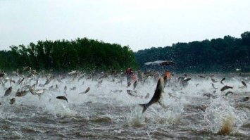 Когда для успешной рыбалки вам не нужна даже удочка 