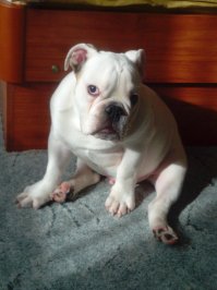 Открою тайну. английские бульдоги самостоятельно не того... :) 
а ситуация типичная, папаня моего звэря также на диван сбегал :)