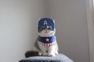 Почему "Железный" кот? Тогда уж Капитан Америкот