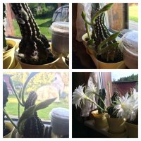 Вот мой кактус сюрприз сделал... Всегда бывало по 1-2 цветка... А тут... все 6 почти в один день раскрылись... красотаааа...