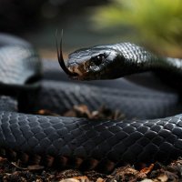 Ну чем не красавица?